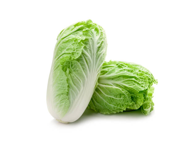 Napa Cabbage
